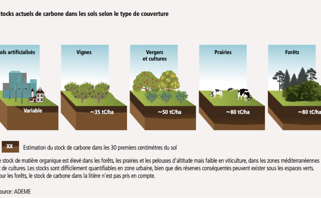 Quelle est la place de l’agriculture dans l’augmentation des puits de carbone ?